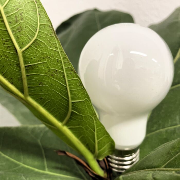 2024-Grüne-Energie-c-LEA post-img